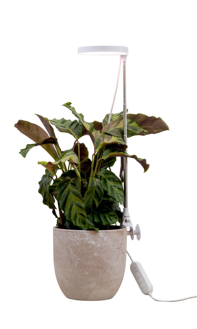 10W, 290lm, Rose, 3500K, IP20, LED Kasvivalaisin Airam