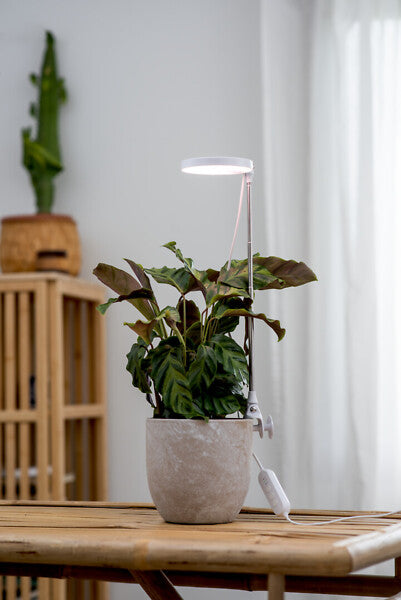 10W, 290lm, Rose, 3500K, IP20, LED Kasvivalaisin Airam