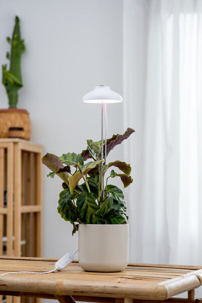5W, 240lm, Iris,  3500K, IP20, LED Kasvivalaisin Airam