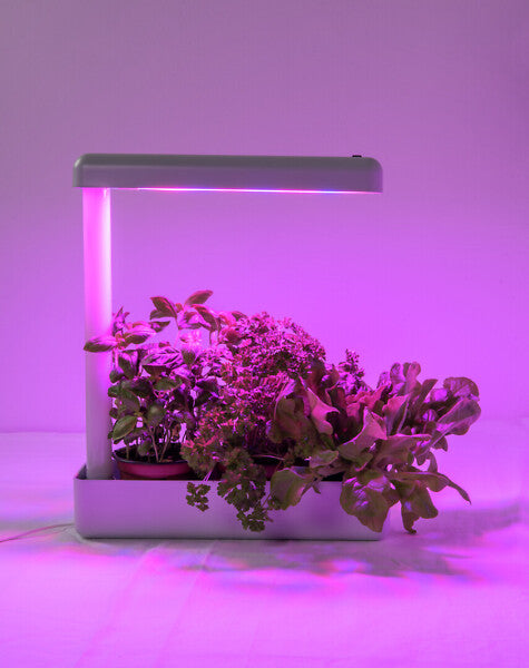 10W, 650lm, Herby, 4000K, IP20, LED Plant lamp Airam 
