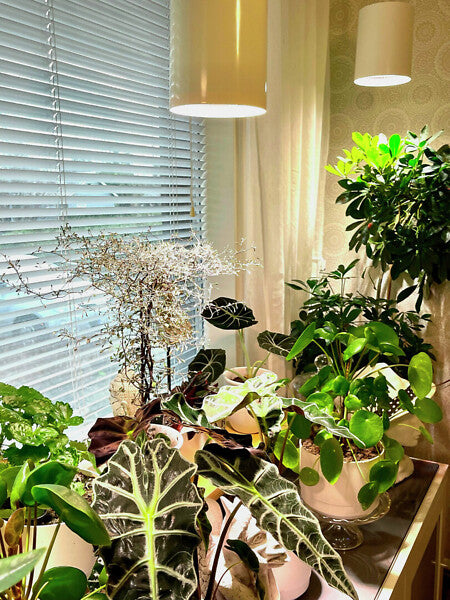 9,5W, 800lm, Fiora, 3500K, IP20, LED Kasvivalaisin Airam