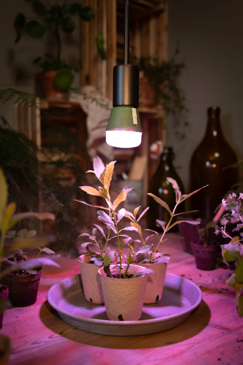 Vintage 1906 PenduLum Needle, E27, IP20, 100x2287mm, Riippuvalaisin Osram