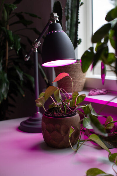 5W, 160lm, A60, E27, 60x105mm, LED Plant Lamp Airam 